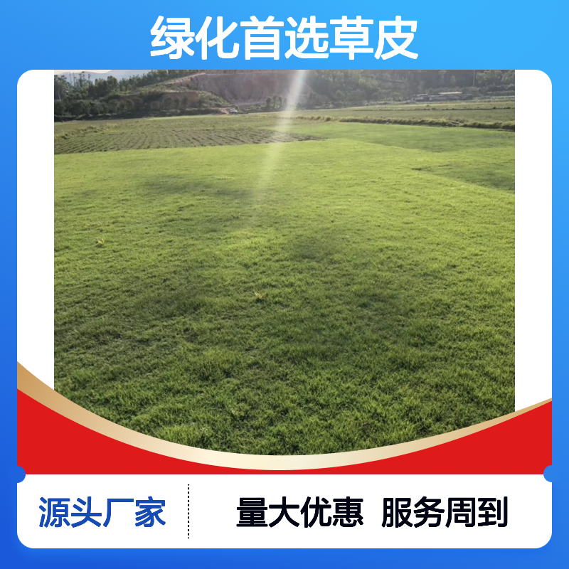 南韵竹风 蛇口沿阶草 绿化草皮批发 生长迅速 耐磨耐踩