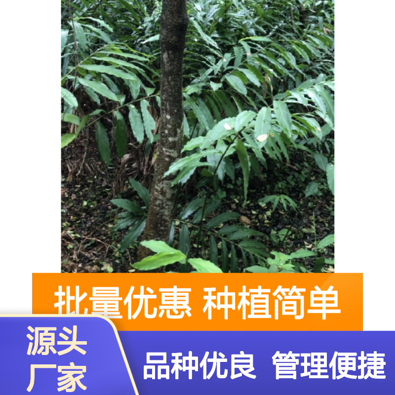 砂仁种苗批发 基地直供 品种优良 管理便捷 适应性强