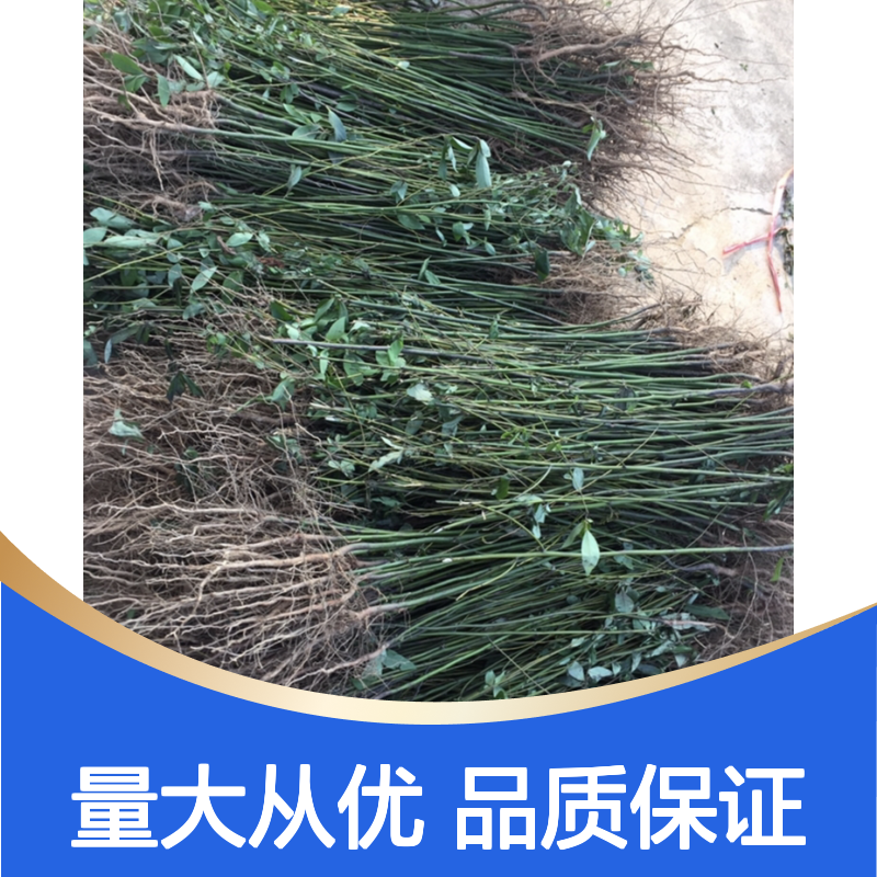 山姜子树苗 落叶灌木 芳香四溢 生长迅速 适应性强