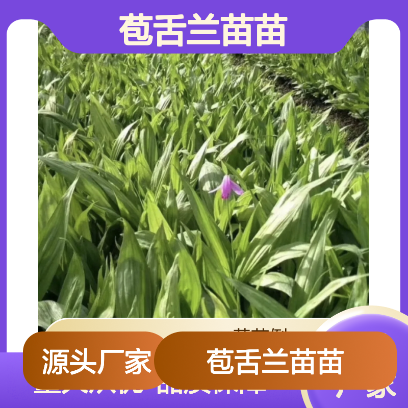 苞舌兰苗苗 百亩主产区直供 种植简单 适应性强
