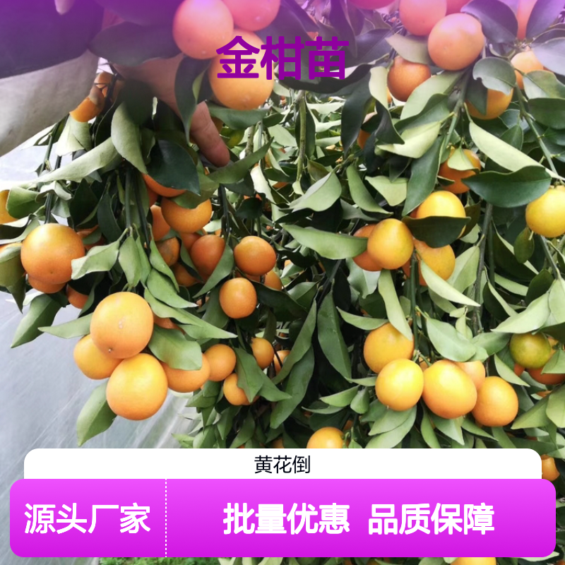 金柑苗批发 优良品种常绿小乔木 果香浓郁 皮嫩脆爽