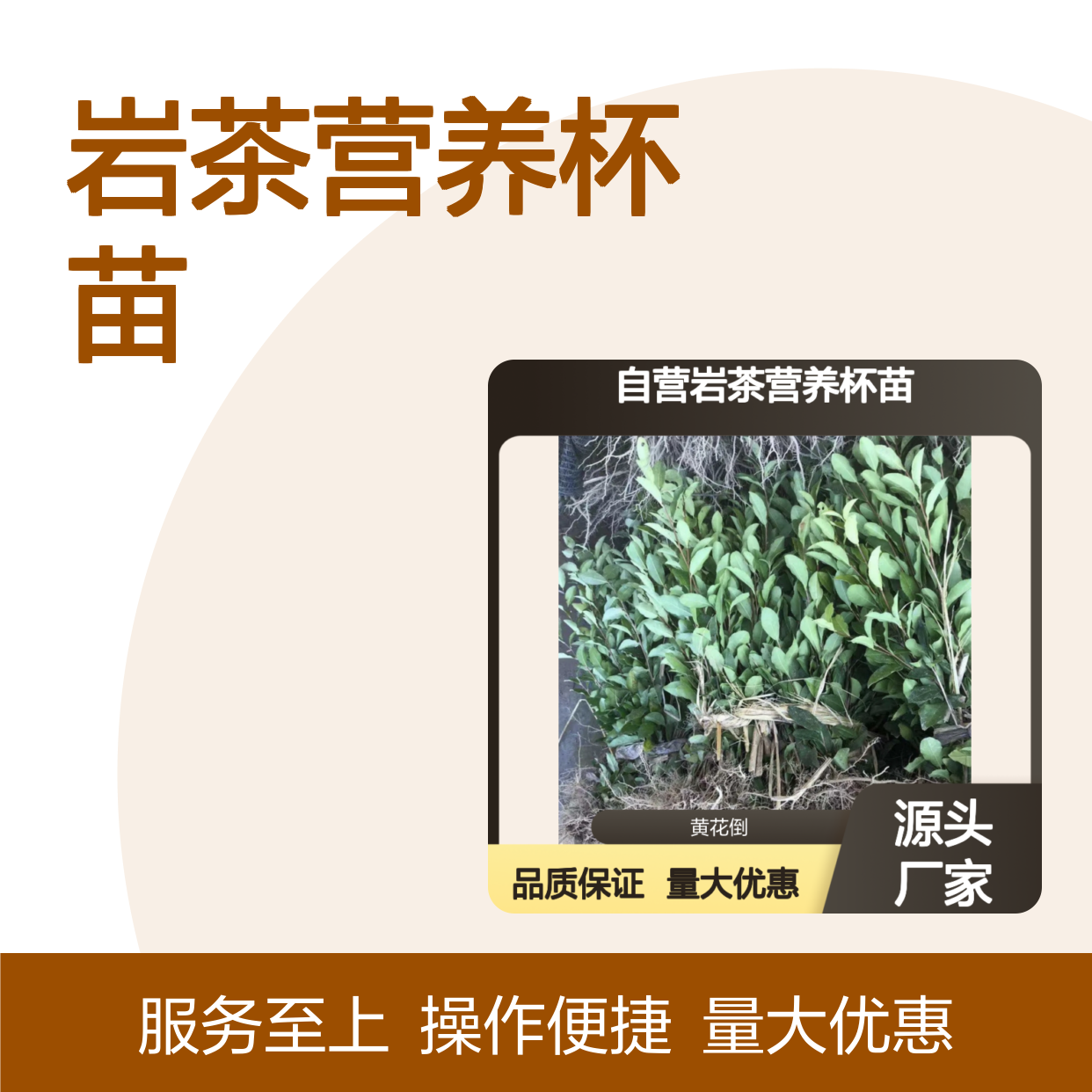 岩茶营养杯苗 园林绿化优选 品质保证 生长健壮