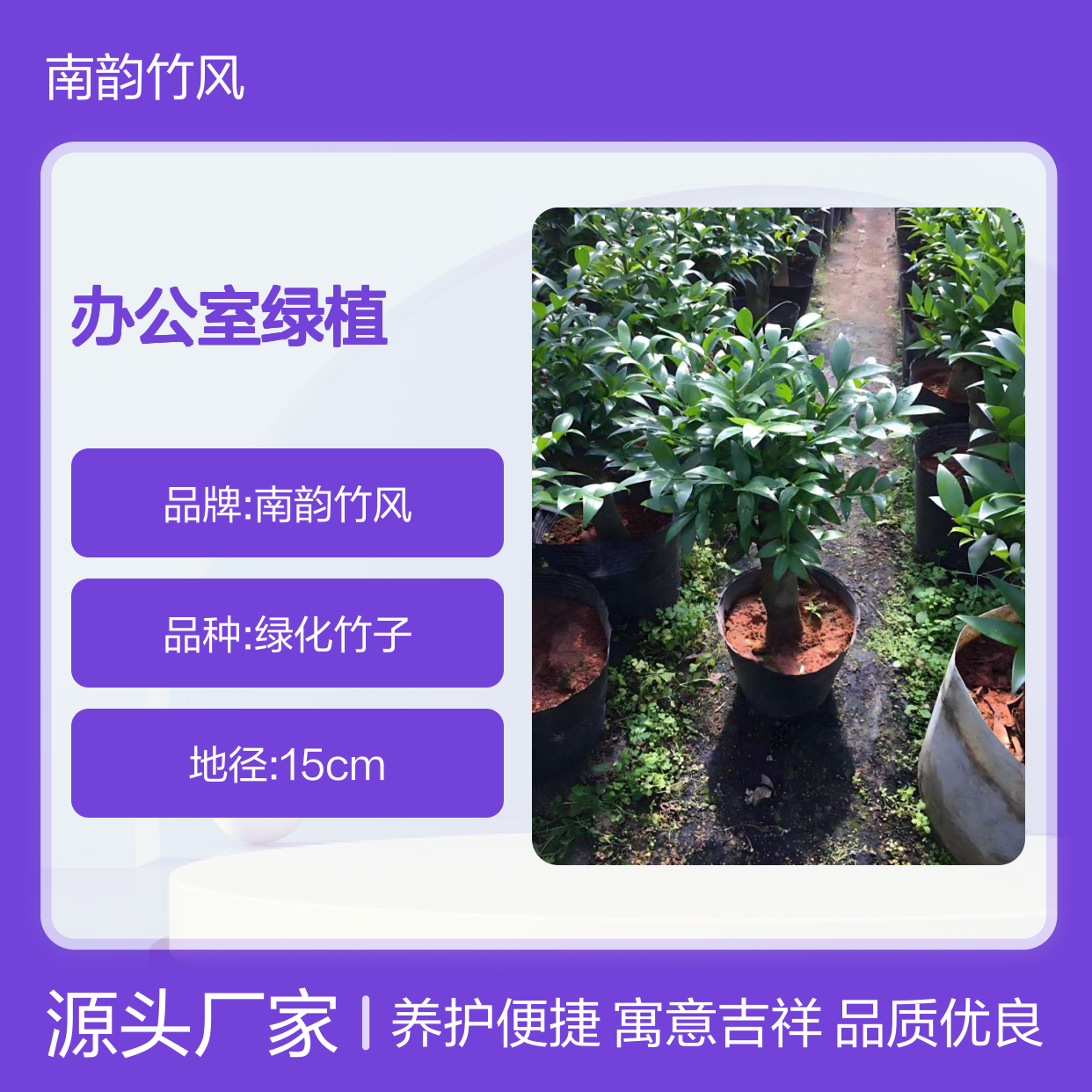 沈珍竹柏盆景零售 实体花店 办公室绿植租赁服务品种 上门养护