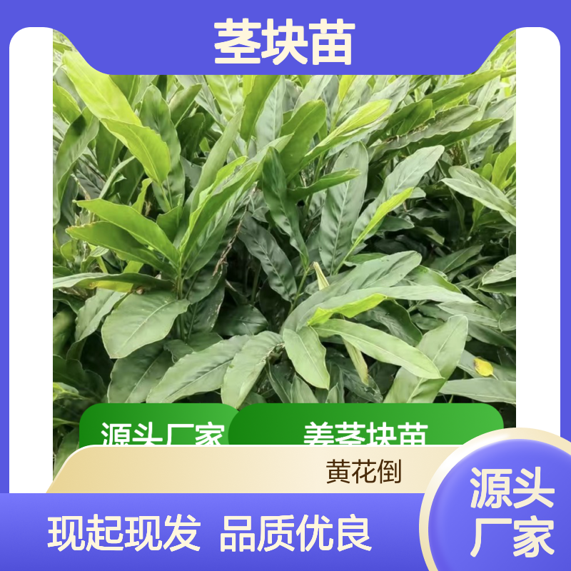 海良姜茎块苗 常绿灌木 移栽定植优选 现起现发