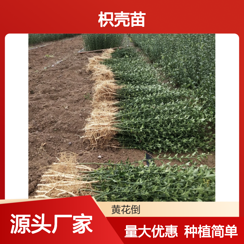 批发供应枳壳苗 酸橙枳香圆枳 品种齐全 技术指导