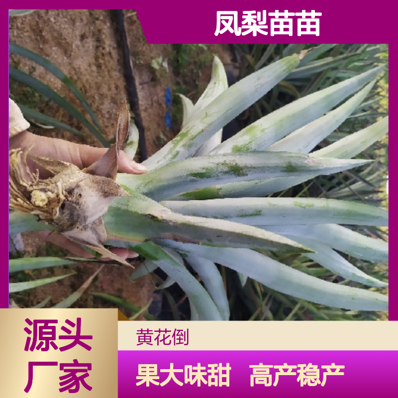 凤梨苗苗种植基地 直供优质凤梨苗 果大味甜 高产稳产