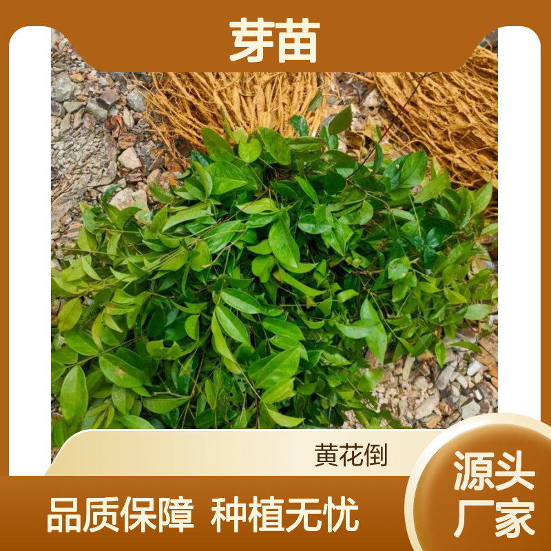 牛大力芽苗 多年生根系发达高成活 规格齐全 科学管理