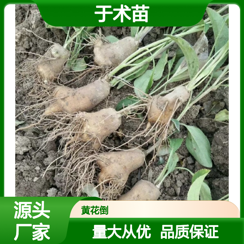 于术苗批发 园林植物常绿灌木 高产高质 适应性强