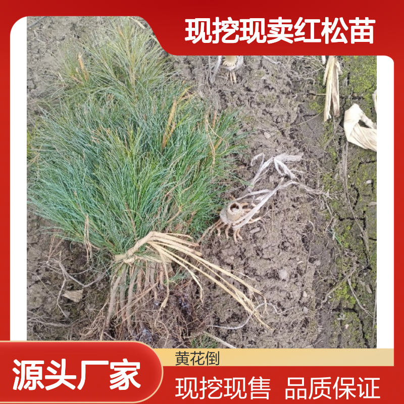 现挖现卖红松苗 多年生根系发达成活高规格齐全