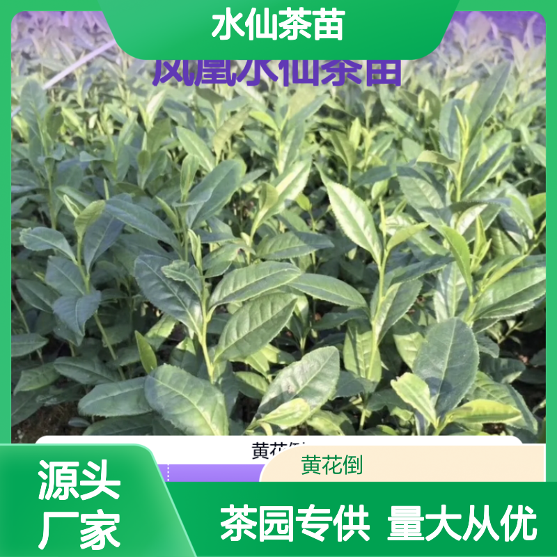 凤凰水仙茶苗 基地种植 直供茶园 鲜叶肥硕 品质保证