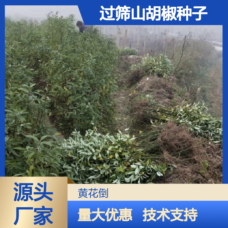 精选过筛山胡椒种子 基地供货技术指导支持 芳香油植