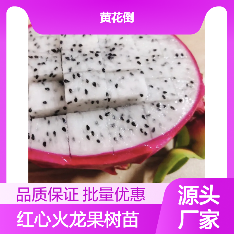 红心火龙果树苗 批发种植园直供 易于扦插 营养丰富