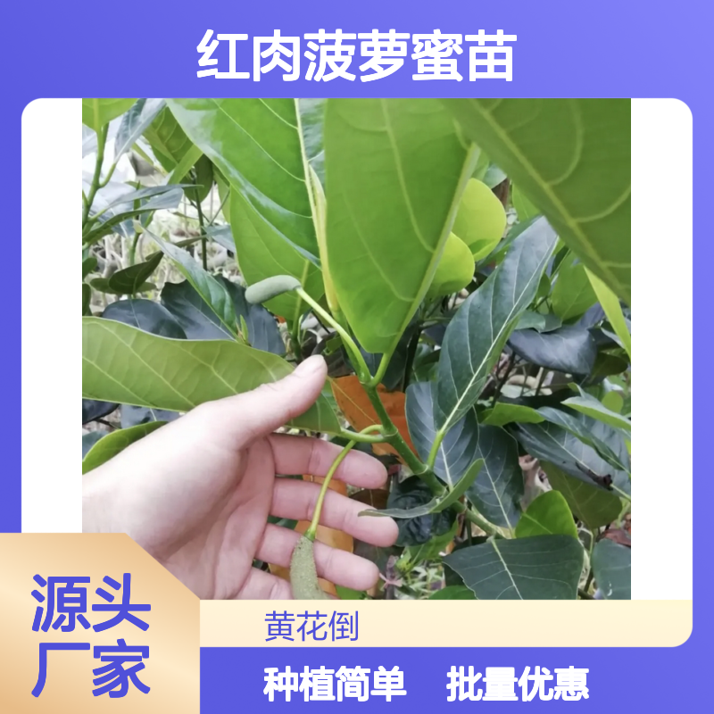 红肉菠萝蜜苗 批发种植园直供 多年生长 结果丰富