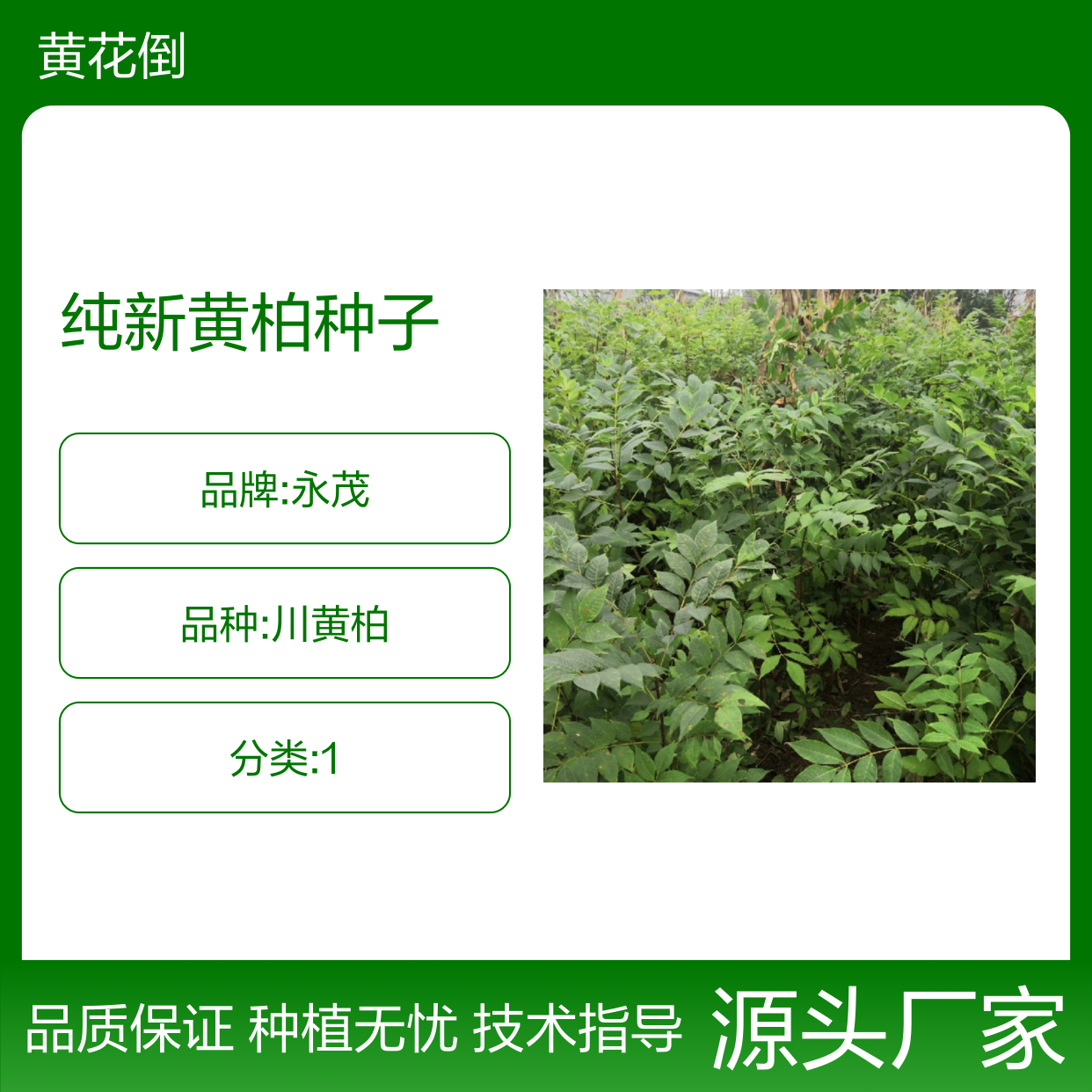 纯新黄柏种子 当年采摘 现货直供 高产优选 免费指导