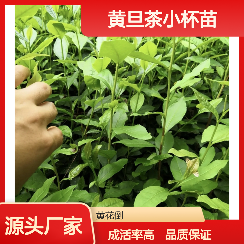 基地批发黄旦茶小杯苗 多年生根系发达成活高规格齐全