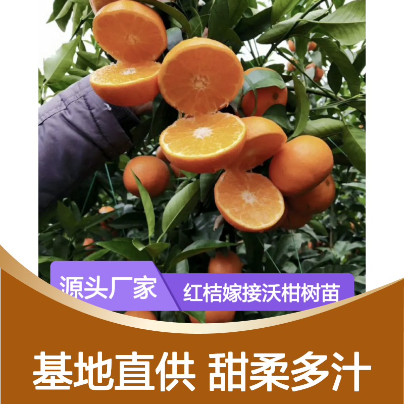 红桔嫁接沃柑树苗 基地直供挂果强 长势旺盛 口感甜柔