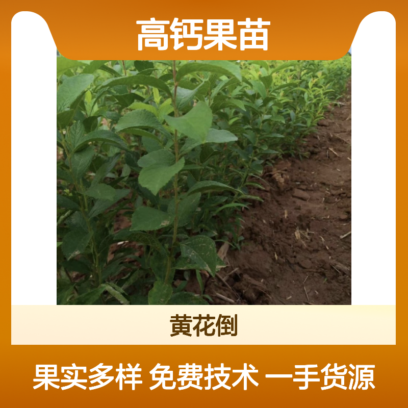 高钙果苗 一手货源 免费种植技术 抗寒耐旱 绿化优选