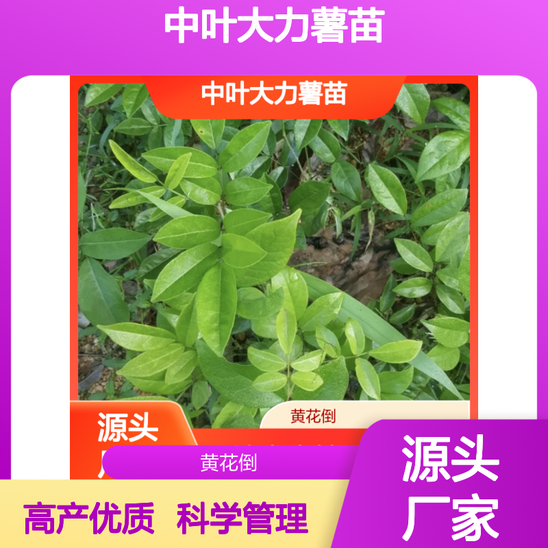 批发中叶大力薯苗 科学管理 高产 基地直供 种植技术
