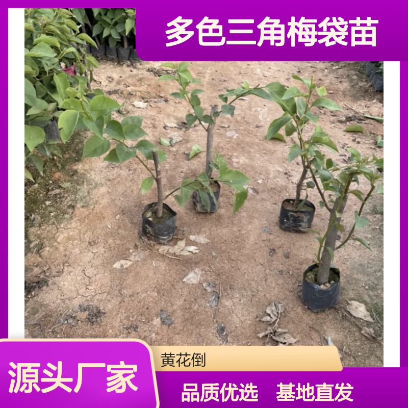 多色三角梅袋苗 基地直供 极易扦插 生长迅速 市花品质