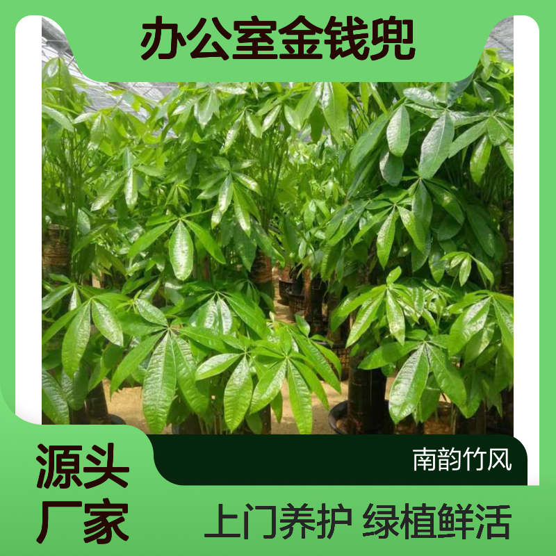 五辫发财树 办公室金钱兜 绿植租摆 上门养护 南韵竹风