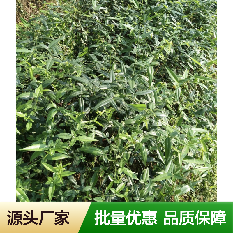 糖罐小苗批发 常绿攀援灌木植物 品质优良 生长迅速