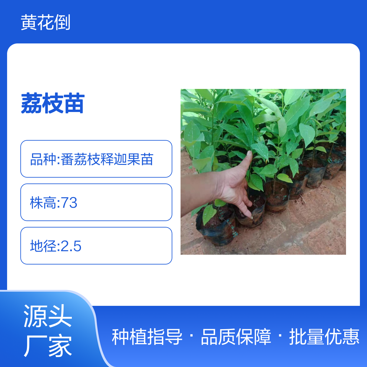 番荔枝苗 百亩种植区直供 品质优良 货源稳定 管理精细