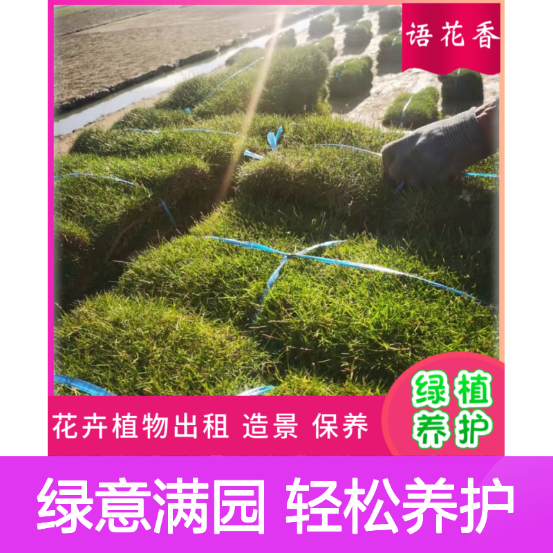 马尼拉草草坪 矮生百慕大品种 四季常绿景观草 耐修剪易养护