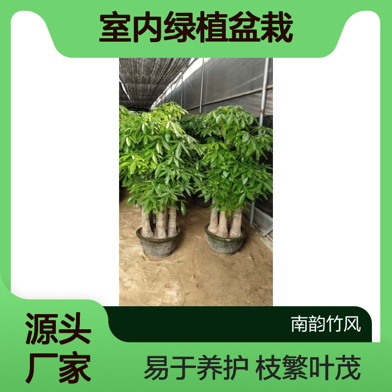 深 圳五杆发财树 室内绿植盆栽 枝繁叶茂 观赏性强 易于养护
