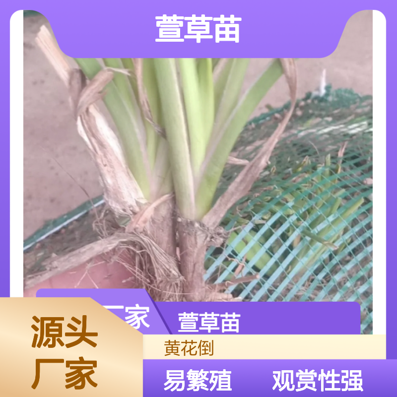 萱草苗基地直供 分株扦插易繁殖 花卉珍品 观赏性强