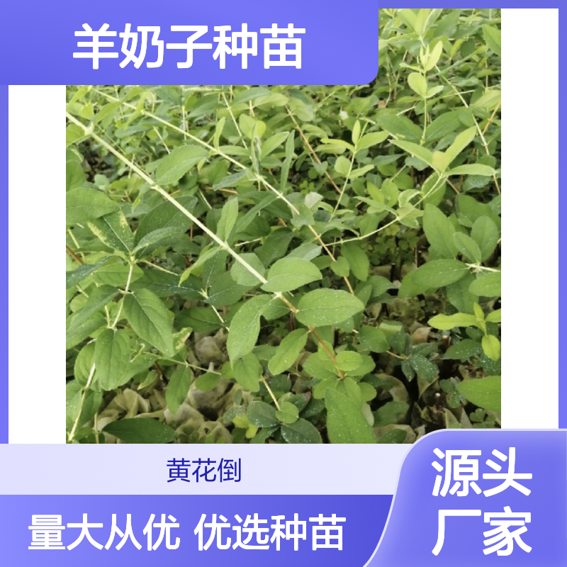 精选羊奶子种苗 园林常绿灌木优选 生长健壮 根系发达