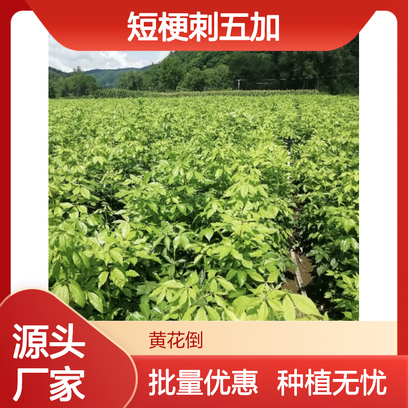 短梗刺五加苗 园林优选 成活率高 基地直供 种植指导