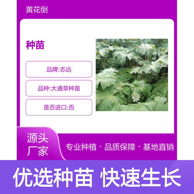 倚商种苗 批发供应 通草种植优选 生长迅速 抗病性强