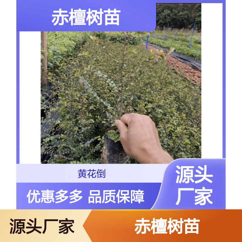 赤檀树苗 基地直供 耐干热易生长 适应性强 造林优选