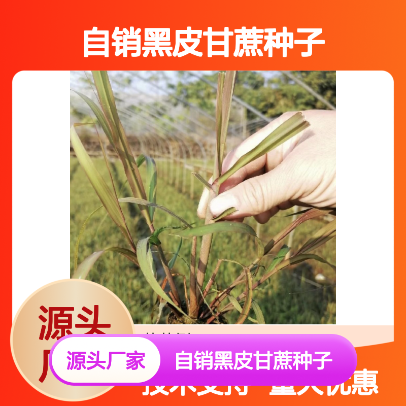 自销黑皮甘蔗种子 提供种植技巧 早生快发增产