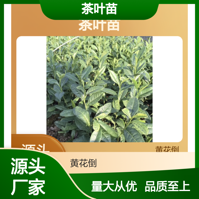 大豪38茶叶苗 百亩基地 实力保障 品种纯正 四季采摘