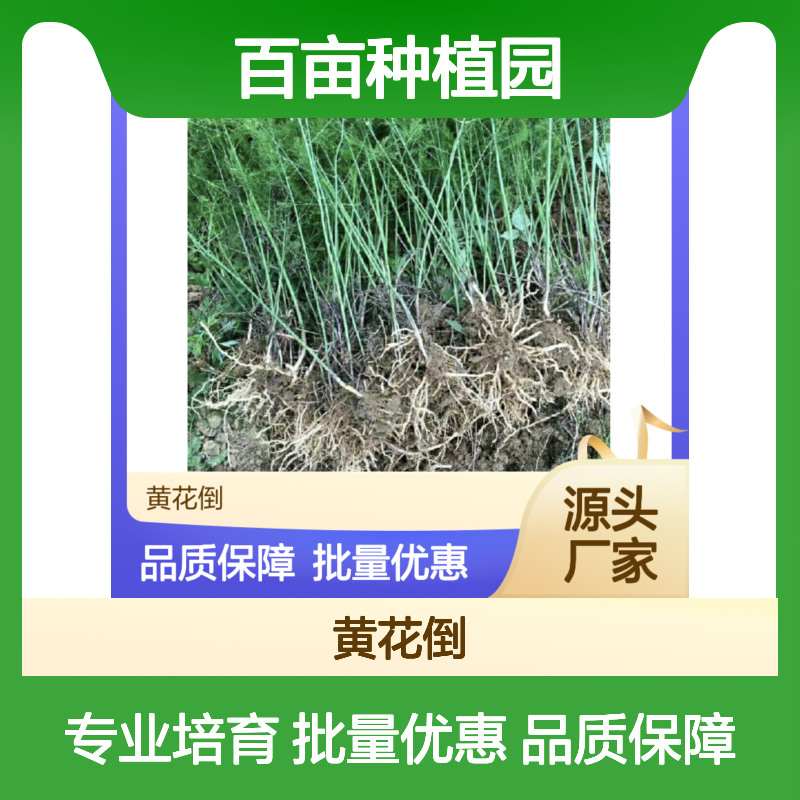 芦笋百亩种植园 优质芦笋种苗 批发供应 高产雄株