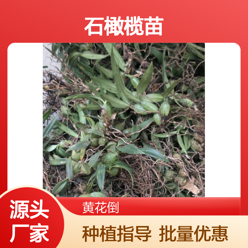 石橄榄苗 园林植物常绿灌木 易于栽培 适应性强