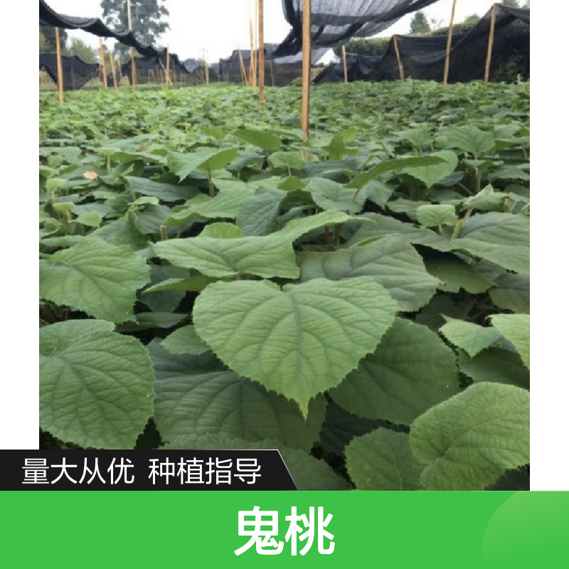 精选鬼桃猕猴桃苗 批发种植 口感甜酸 基地直供