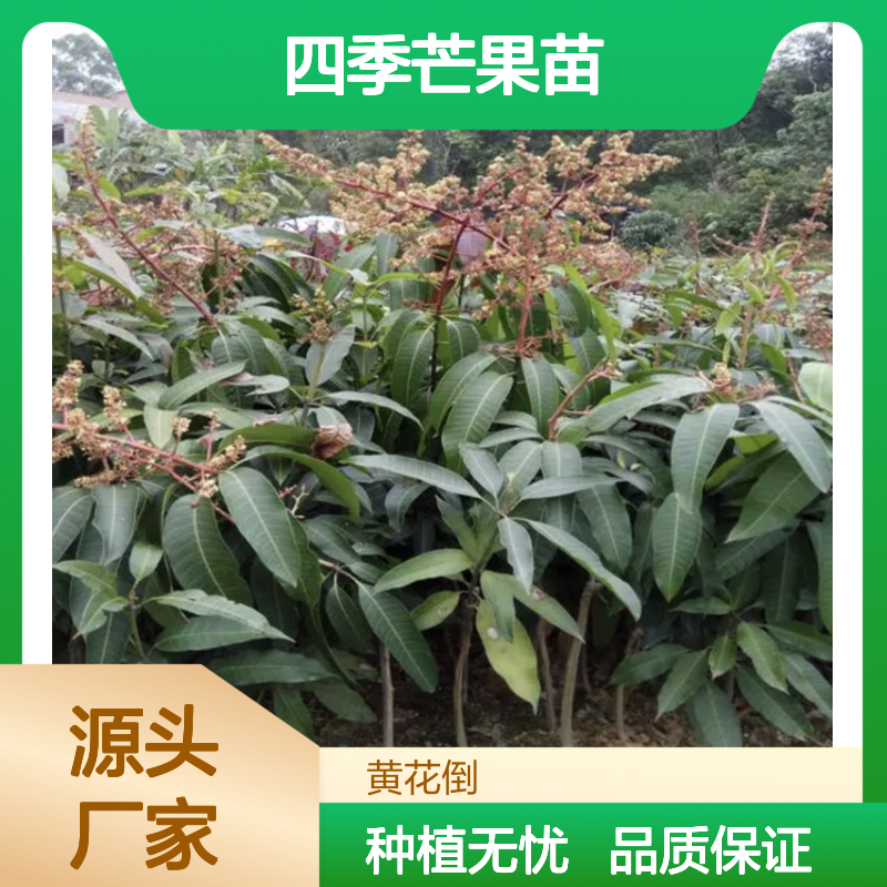 四季芒果苗 优质果树苗木 高产稳产 味甜芳香 易于嫁接