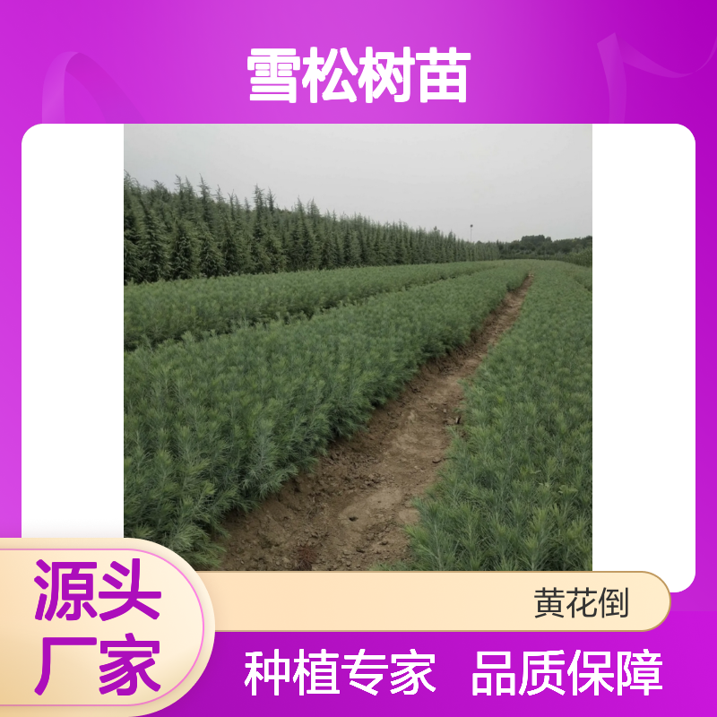 雪松树苗 建筑用材 园林优选 防尘减噪 易于攀扎