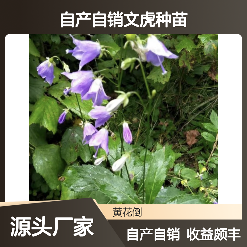 自产自销文虎种苗 种植收益好荒山农田均可种植