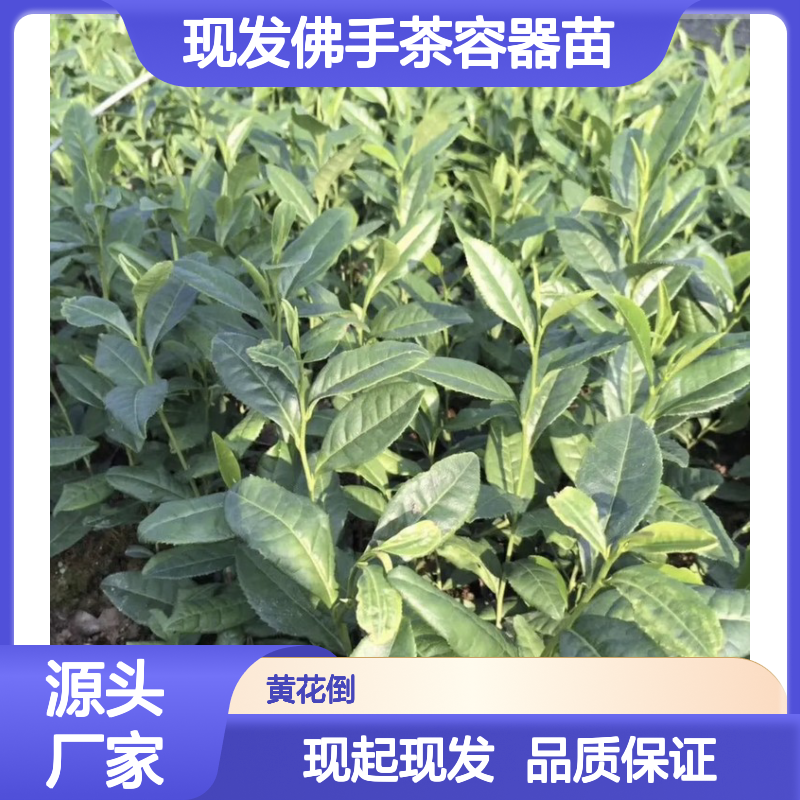 现起现发佛手茶容器苗 多年生根系发达成活高规格齐全