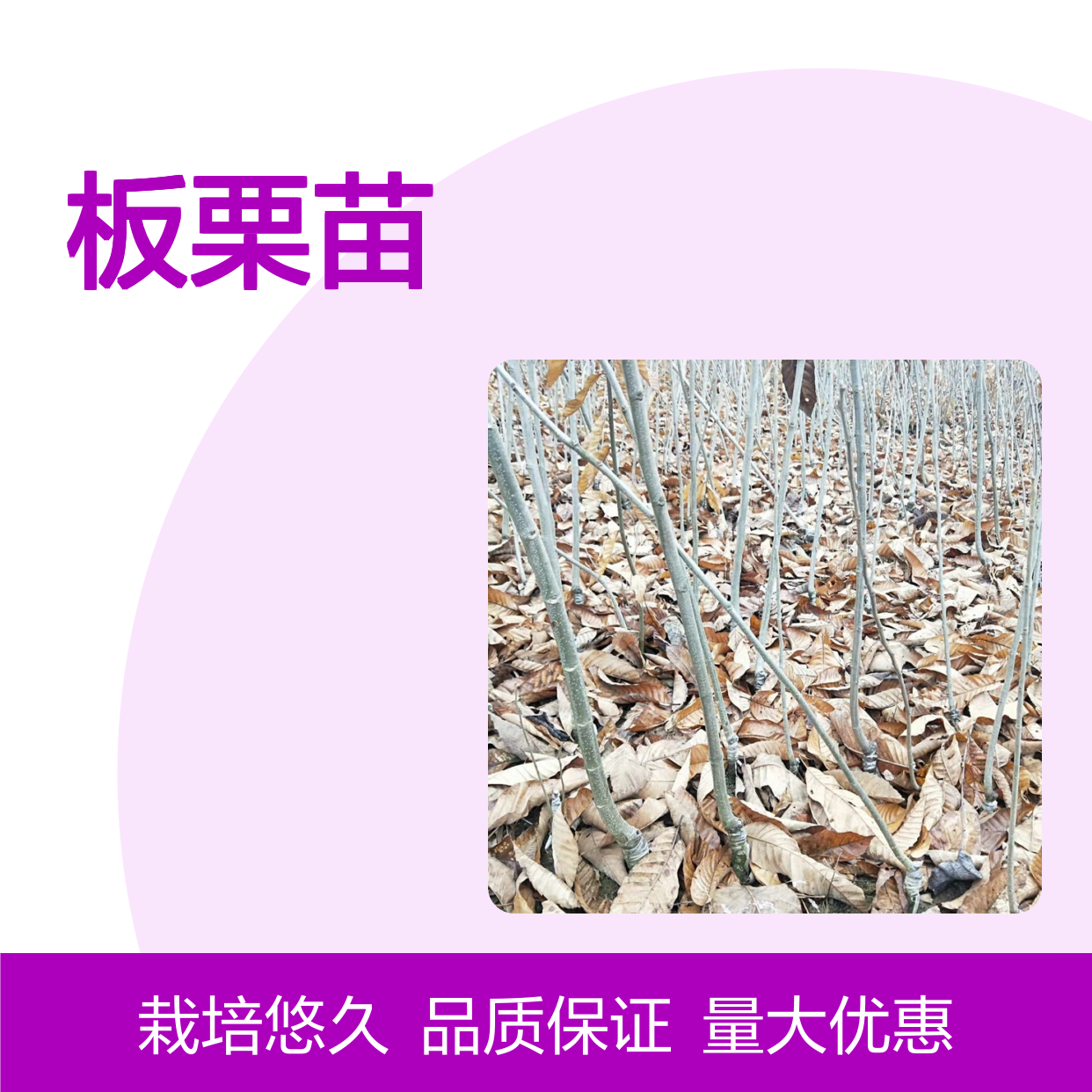 出口标准板栗苗 板栗种植园批发供应 品质优良