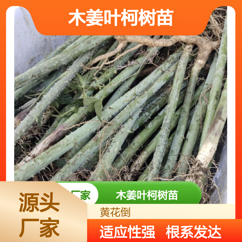 木姜叶柯树苗 基地直供常绿灌木 根系发达 适应性强