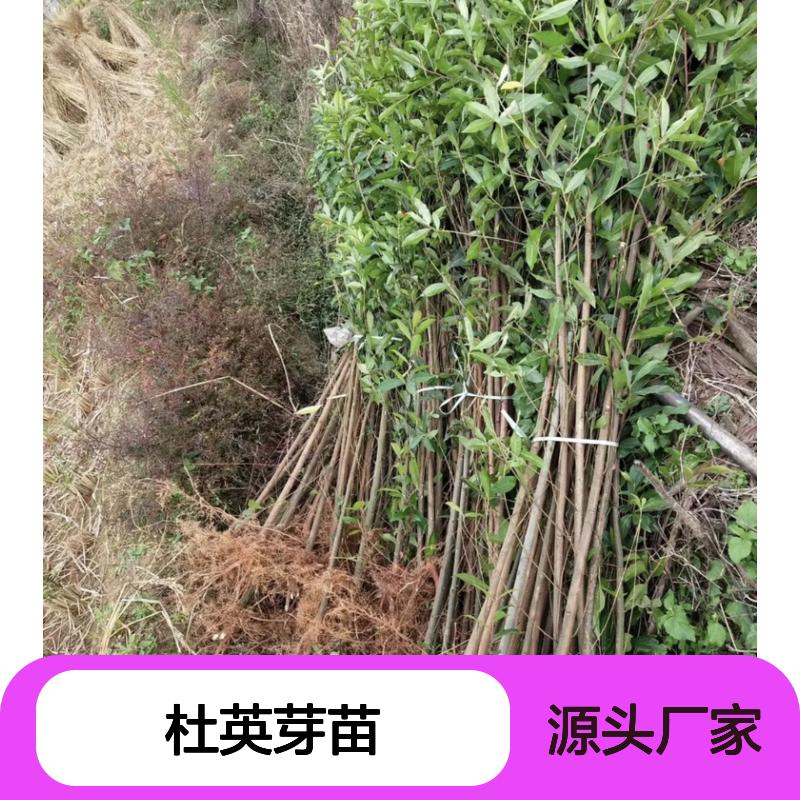 杜英芽苗 园林观赏常绿灌木 生长迅速 移栽成活高