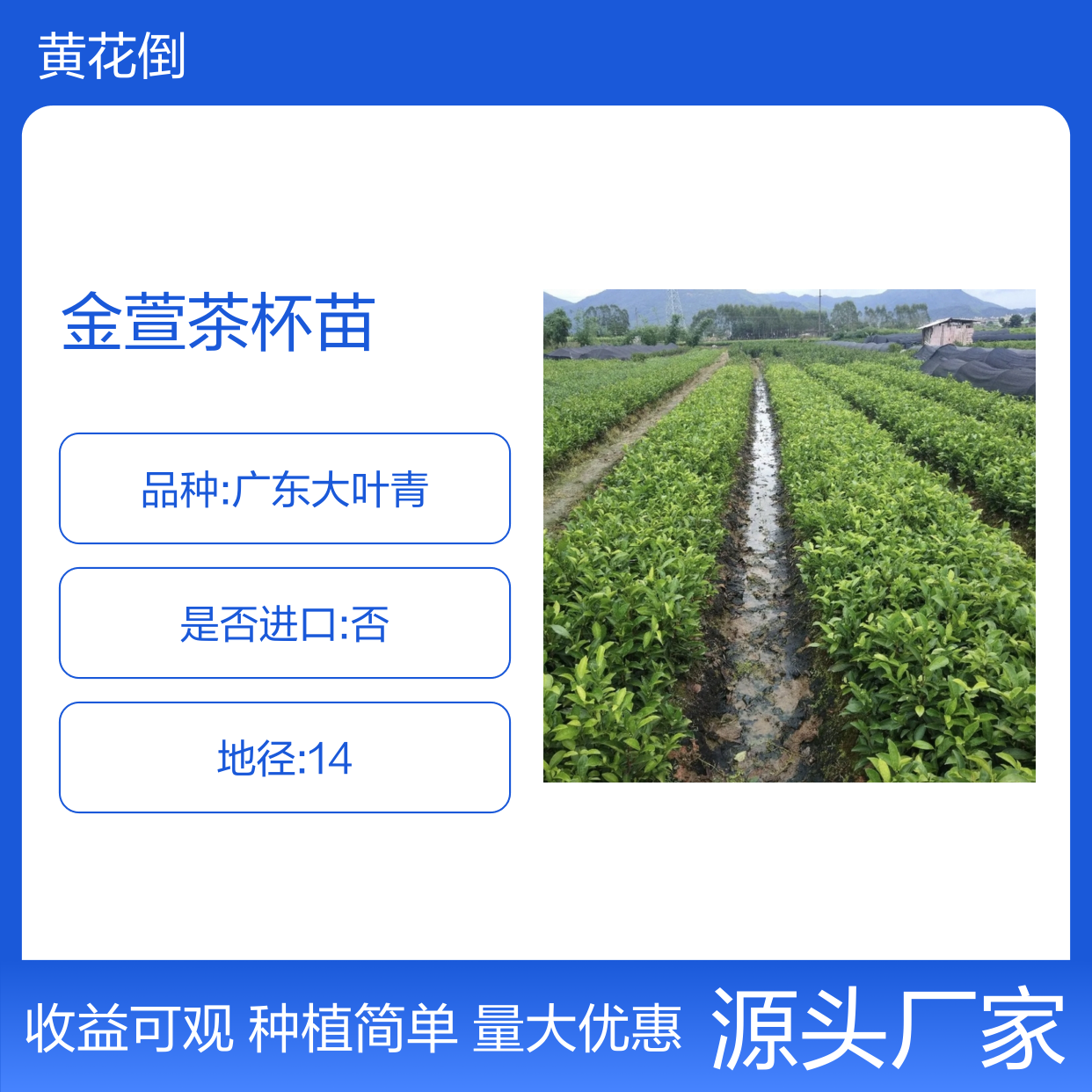 金萱茶杯苗 荒山农田均可种植 收益颇高 适应性强