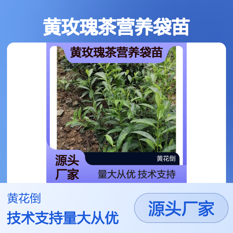 基地直供稀有黄玫瑰茶营养袋苗 附带种植技术