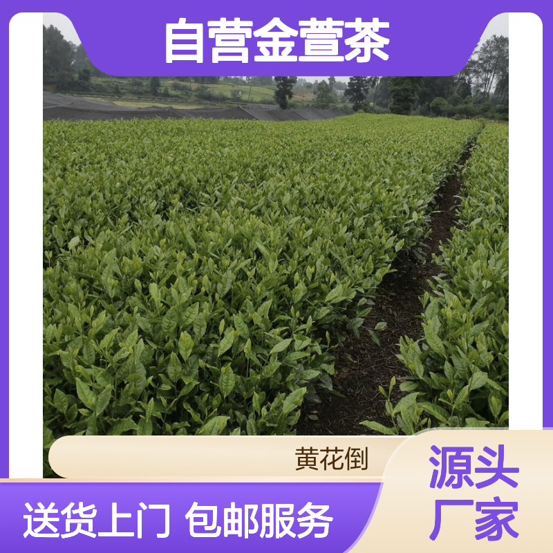 苗木合作社自营金萱茶小杯苗 送货上门包邮欢迎来电洽谈经验分享