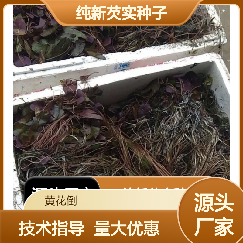 当年纯新芡实种子 免费提供技术指导 高产优质