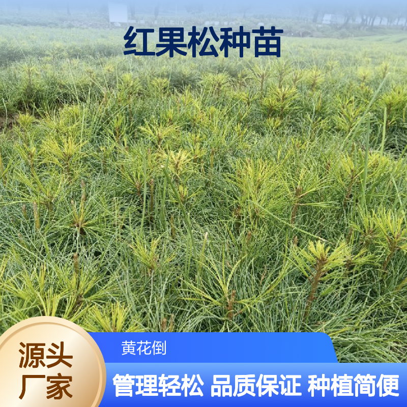红果松种苗 根系发达种植简便 适应性强 易于管理